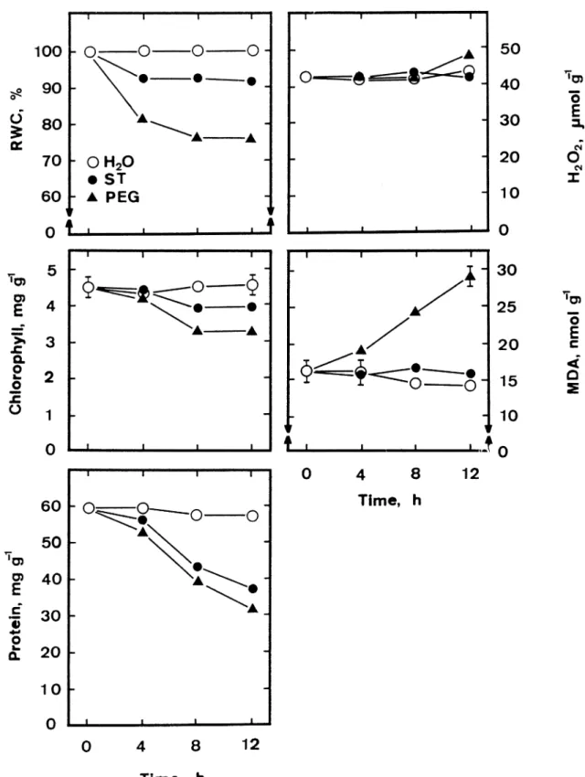 Figure 1. Changes in RWC, chlorophyll, protein, H 2 O 2 and MDA contents of detached rice leaves floated on water, ST (−1.5 MPa) or PEG (−1.5 MPa) solutions in the light