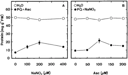 Figure 4. (A) Effect of NaNO 2 concentrations on protein content of rice leaves treated with water or 25 µmol L –1 PQ + 100 µmol L –1 Asc; (B) Effect of Asc concentrations on protein content in rice leaves treated with water or 25 µmol L –1 PQ + 200 µmol L