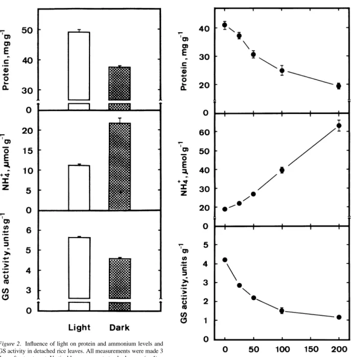 Figure 2. Influence of light on protein and ammonium levels and GS activity in detached rice leaves