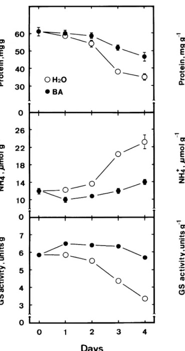 Figure 6. Changes in protein and ammonium levels and GS activity in detached rice leaves treated with ABA