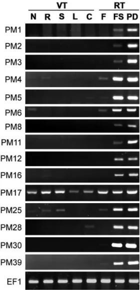 Fig. 1.   Tissue-specific expression of GmPM  (PM) genes in different tissues and  developmental  stages  in  soybean