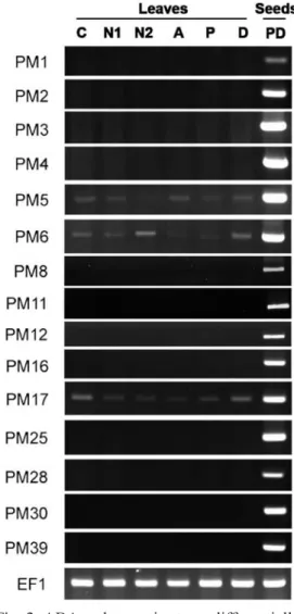 Fig. 2.   ABA and osmotic stress differentially  regulate  the  expression  of  GmPM  genes