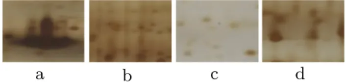 Fig. 2. Slices of a spot. (a) A synthetic spot. (b) 3-D view of the spot in (a). (c) Slices of a spot and corresponding central points.
