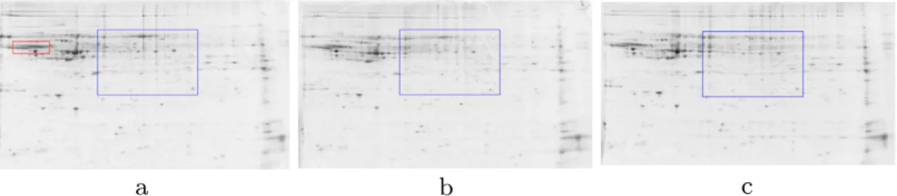 Fig. 9. Gel images from http://www.deltastat.org/ used for experiments. (a) 031403-ctrl2.tiff ( 1262 × 724 ) (b) 031403-ctrl3.tiff ( 1262 × 720 ) (c) 031403- 031403-ctrl4.tiff ( 1262 × 700 ) .