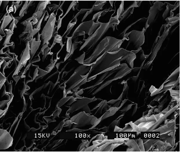 Fig. 4 (a) Scanning electron microscopic examination of the gelatin scaffold showing  a porous structure with a uniform pore size of about 180μm and porosity of 75 %