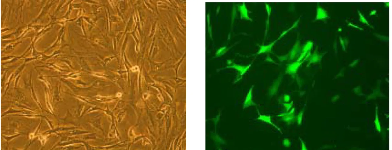 Fig 7 &amp; 8：Under microscope with fluorescence, transfection rate is almost 60%.   