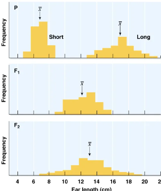 Fig. 14.9  Inheritance of ear length in corn
