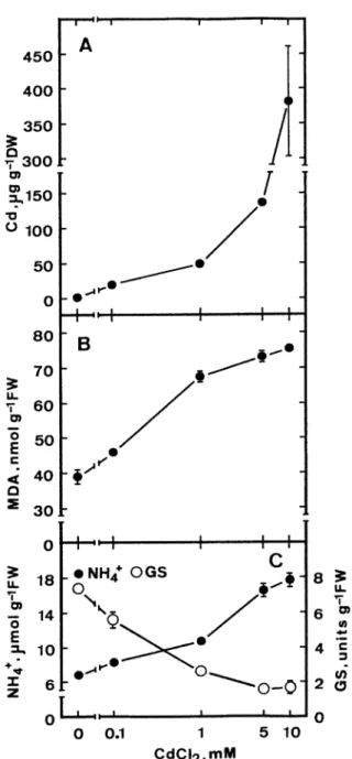 Figure 1. Effect of CdCl 2 on the contents of Cd, malondialdehyde (MDA) and ammonium ions and the activity of glutamine  syn-thetase (GS) in detached rice leaves in the light