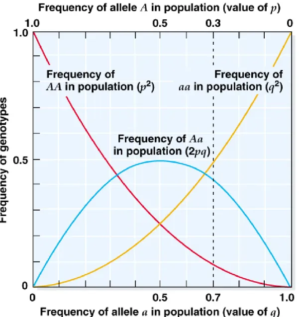 Fig. 24.3  Relationship of the frequencies of the genotypes AA, Aa, and aa  to the 
