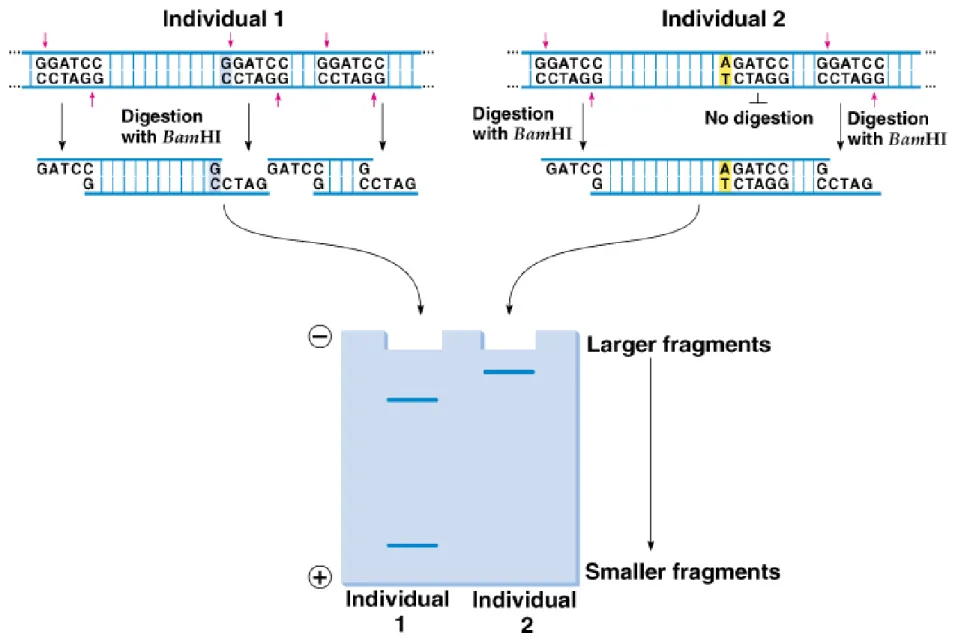 Fig. 24.9  DNA from individual 1 and individual 2 differ in one nucleotide,  found 