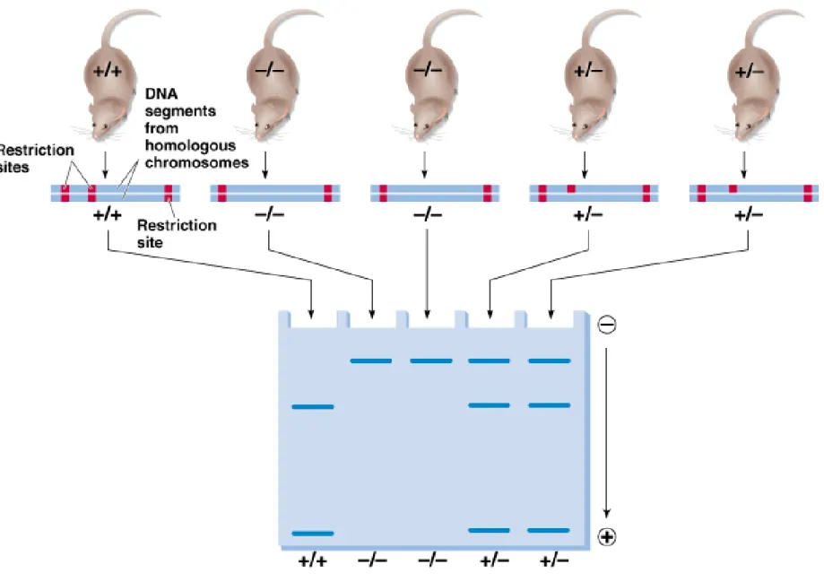 Fig. 24.10  Restriction patterns from five mice