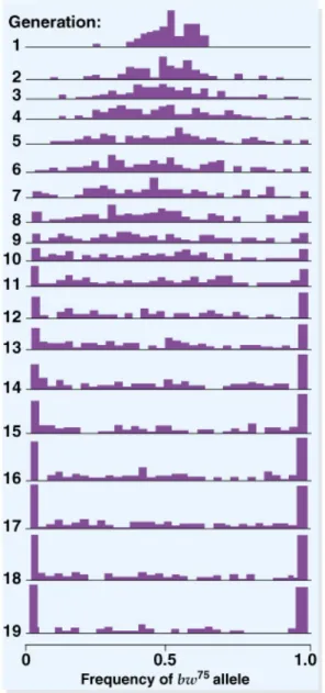 Fig. 24.11  Results of Buri’s study of genetic drift in 107 populations of  Drosophila 