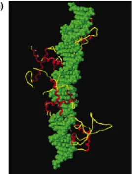 Fig. 20.5  Examples of the structure motifs (DNA-binding domains) found in  DNA-binding proteins such as transcription factors and transcription 