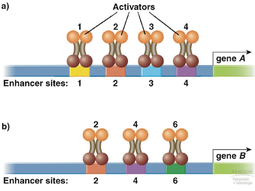 Fig. 20.6  Combinatorial gene regulation