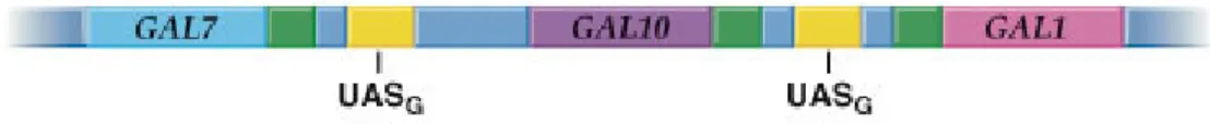 Fig. 20.7  Regulation of galactose utilization in yeast