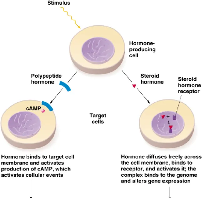 Fig. 20.8  Mechanisms of action of polypeptide hormones and steroid  hormones