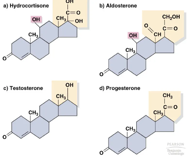 Fig. 20.9  Structure of some mammalian steroid hormones