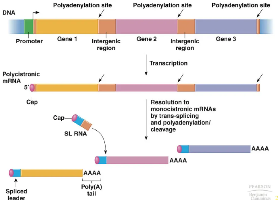 Fig. 20.1  An operon of C. elegans and the production of monogenic mRNAs  from a polygenic mRNA by trans-spicing and polyadenylation/cleavage
