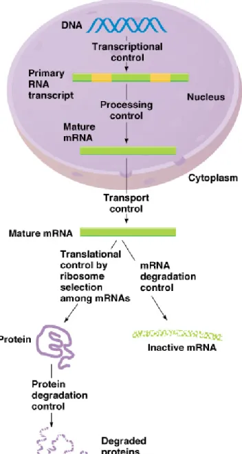 Fig. 20.2  Levels at which gene expression can be controlled in eukaryotes