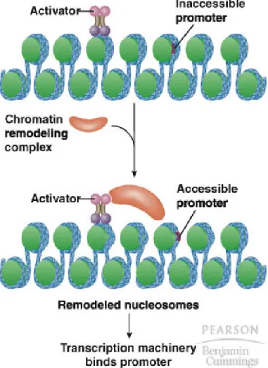 Fig. 20.3  Chropmatin modeling by (a) histone acetylases and (b)  nucleosome remodeling complexes