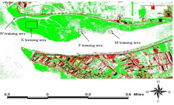 Fig. 2 The results of unsupervised classification of vegetation cover in Guandu mangrove  wetland