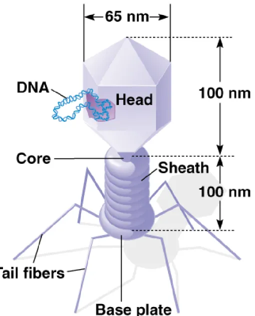 Fig. 2.4  Bacteriophage T2