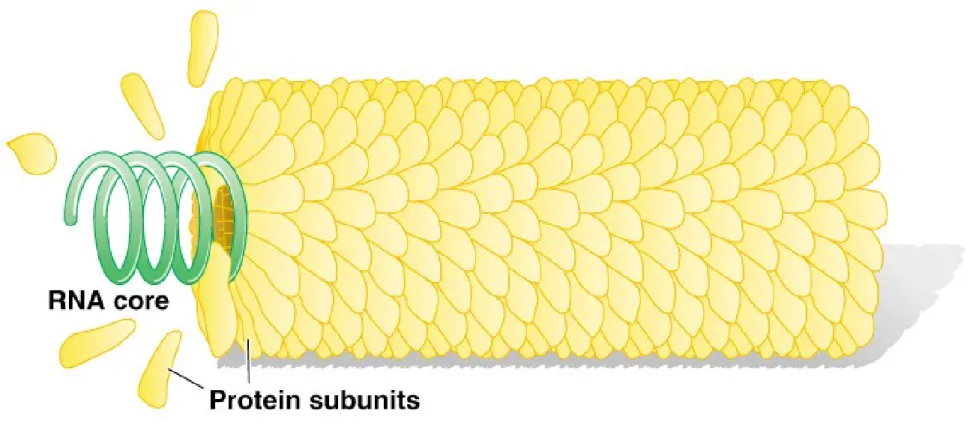 Fig. 2.7  Typical tobacco mosaic virus (TMV) particle