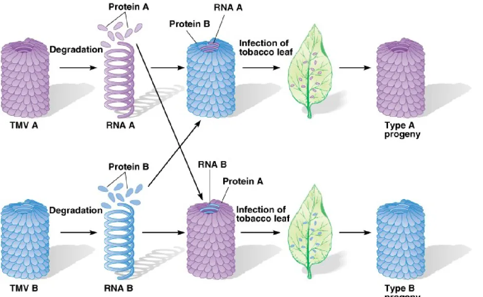 Fig. 2.8  Demonstration that RNA is the genetic material in tobacco mosaic  virus (TMV)