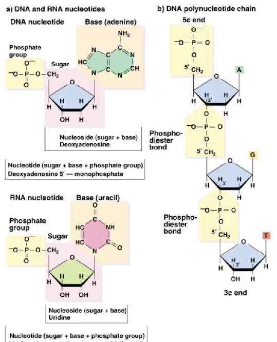 Fig. 2.11  Chemical structures of DNA and RNA