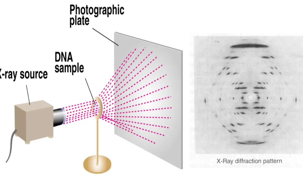 Fig. 2.13b  X-ray diffraction analysis of DNA 
