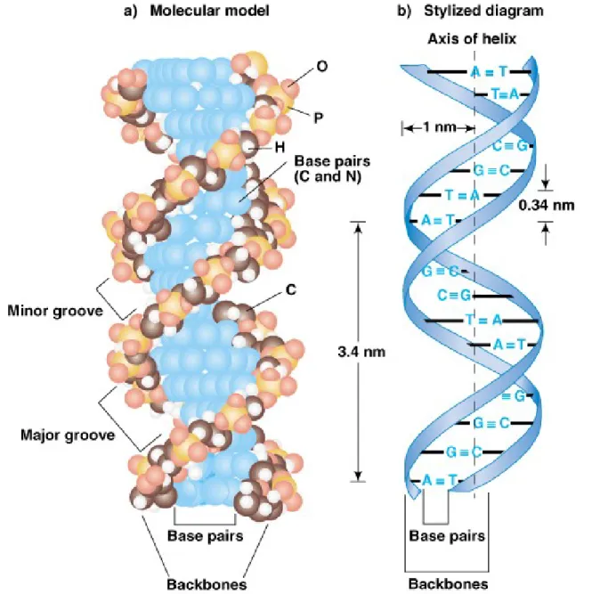 Fig. 2.14  Molecular structure of DNA