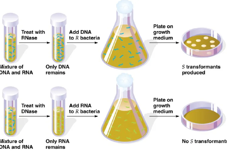 Fig. 2.3   Experiment that showed that DNA, not RNA, was the transforming  principle