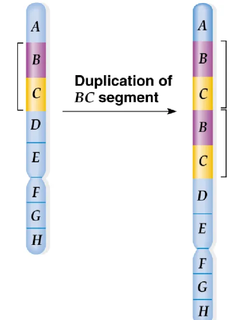 Fig. 17.5  Duplication, with a chromosome segment repeated