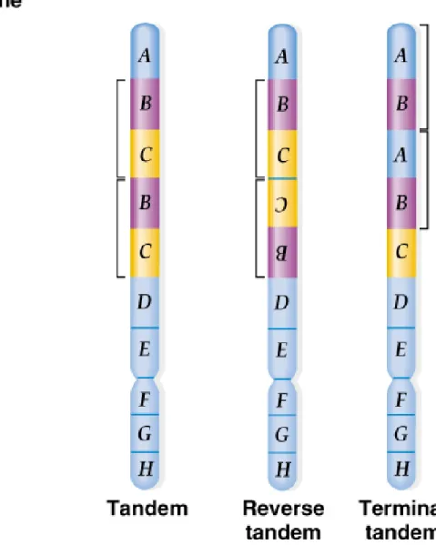 Fig. 17.6  Forms of chromosome duplications are tandem, reverse tandem,  and 