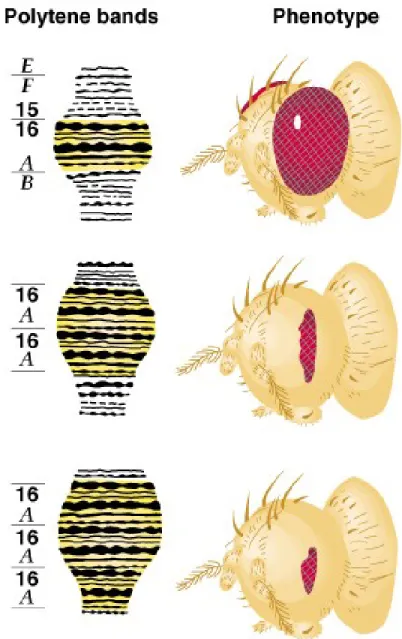 Fig. 17.7  Chromosome constitutions of Drosophila strains