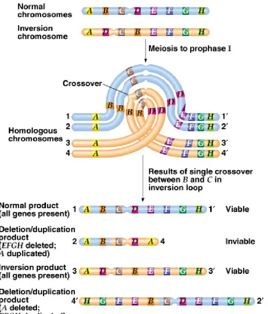 Fig. 17.10  Meiotic products resulting from a single crossover within a  heterozygous, 