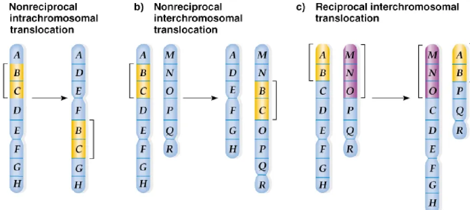 Fig. 17.11  Translocations