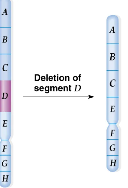 Fig. 17.2  A deletion of a chromosome segment