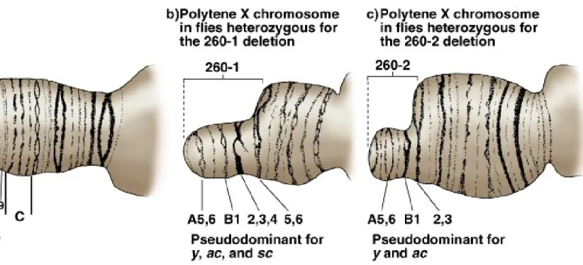 Fig. 17.3  Use of deletions to determine the physical locations of genes on  Drosophila 