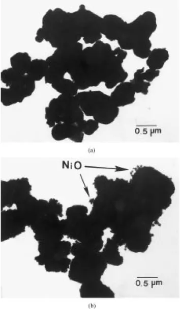 Fig. 1. The morphology of the calcined powders which contain (a) 0 and (b) 12.4 wt% NiO.