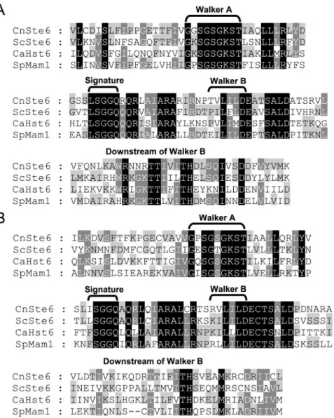 FIG. 1. Amino acid sequence alignment of NBD1 (A) and NBD2 (B) of Ste6 fungal homologs