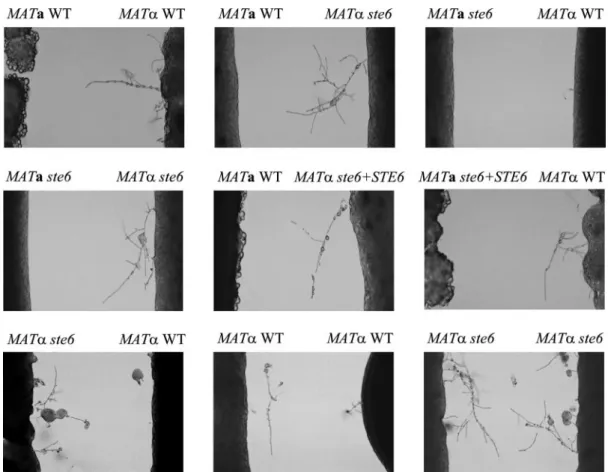 FIG. 5. STE6 is dispensable for haploid fruiting. Suspensions of the MAT ␣ wild-type (WT), MAT␣ ste6 mutant, and MAT␣ ste6 reconstitution cells were spotted onto the filament agar and incubated in the dark at 26°C