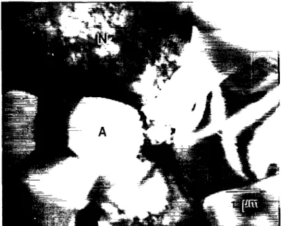 Fig,  12.  A  TEM  micrograph  of  the  composite  containing  50%  N&amp;I.  A  denotes  Al,03  and  N  denotes  NiAl