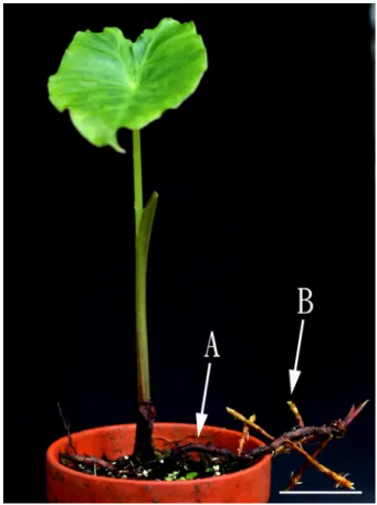 Fig. 4. Bulbiferous stolon  of  Remusatia vivipara. A: 