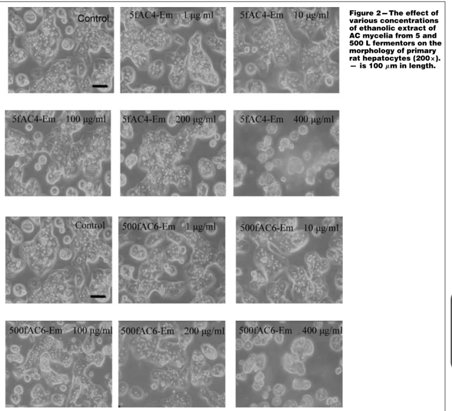 Figure 2 --- The effect of various concentrations of ethanolic extract of AC mycelia from 5 and 500 L fermentors on the morphology of primary rat hepatocytes (200 ×).