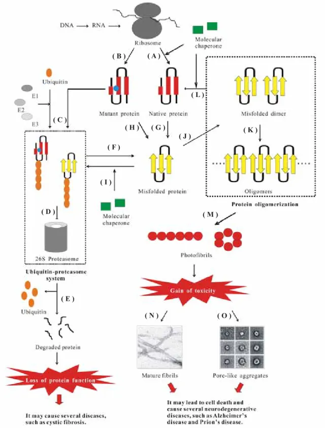 Figure 1. The pathway of protein synthesis and degradation in the cell. (A) Nascent polypeptide chain is converted into its native folded  protein with the help of molecular chaperones