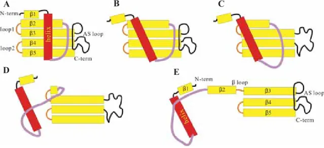 Figure 2. The proposed mechanism of the 3D domain swapping process of HCC. (A) The closed form of the monomeric HCC; 52  (B) partially  unfolded monomeric HCC with the central  α-helix moving away from the β-region via the disruption of the interior hydrop