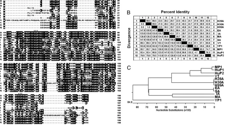 Fig. 1. Sequence alignment and homology comparison of H. pylori AhpC with homologous AhpC and Prxs from other species