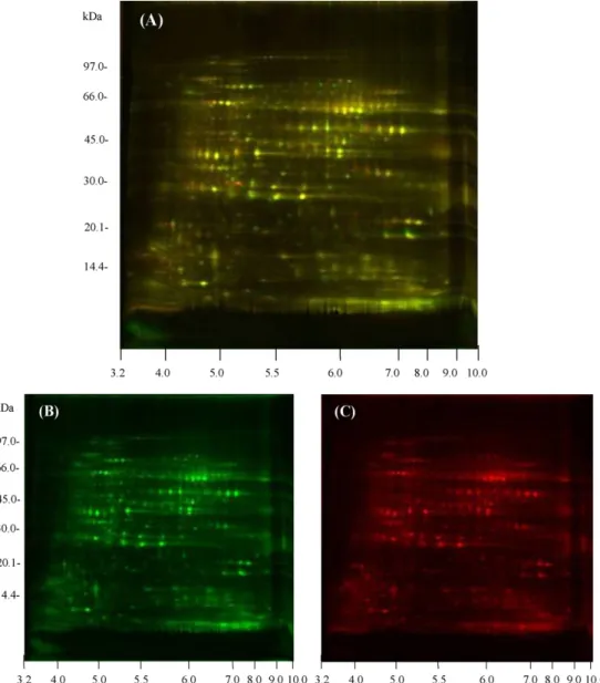 Fig. 7. Separation of proteins in CNT1 and KDML105 rice samples on 2D difference in-gel electrophoresis (2D DIGE)
