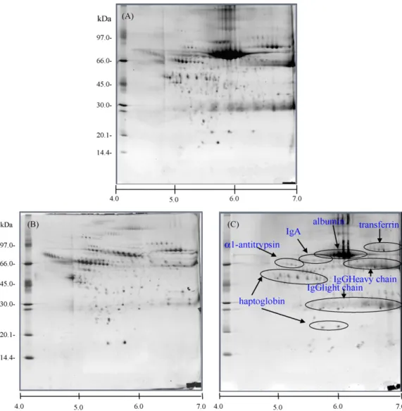 Fig. 1. 2DE protein profiles of whole serum proteins and depleted high abundant proteins in normal serum sample
